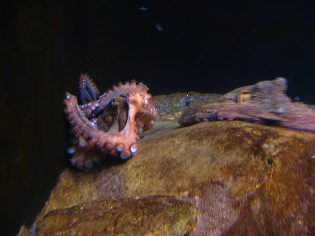 L'Aquàrium Barcelona 21.09.2009