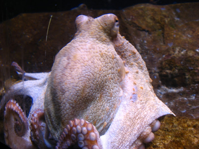 L'Aquàrium Barcelona 21.09.2009