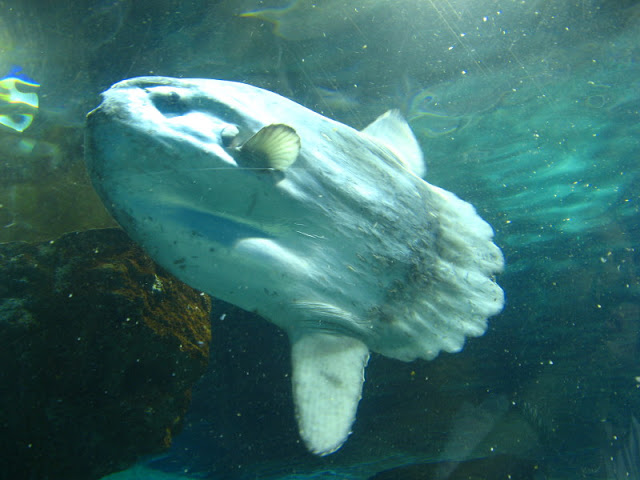 L'Aquàrium Barcelona 21.09.2009