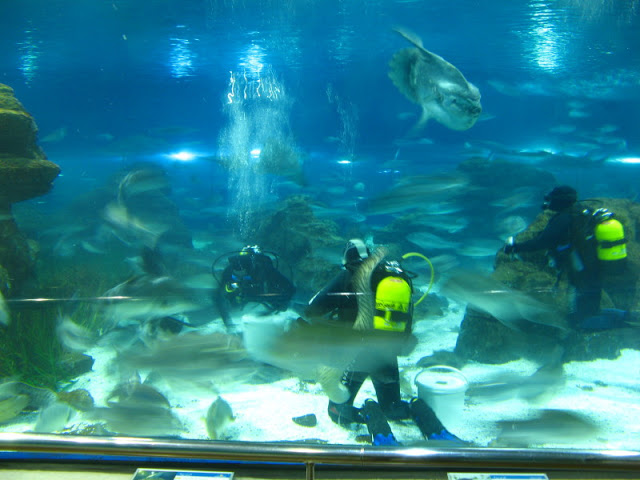 L'Aquàrium Barcelona 21.09.2009
