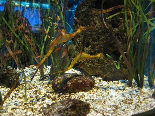 L'Aquàrium Barcelona 21.09.2009