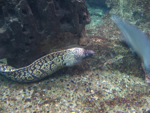 L'Aquàrium Barcelona 21.09.2009