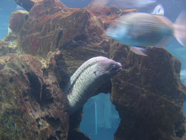 L'Aquàrium Barcelona 21.09.2009