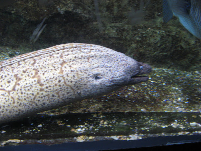 L'Aquàrium Barcelona 21.09.2009