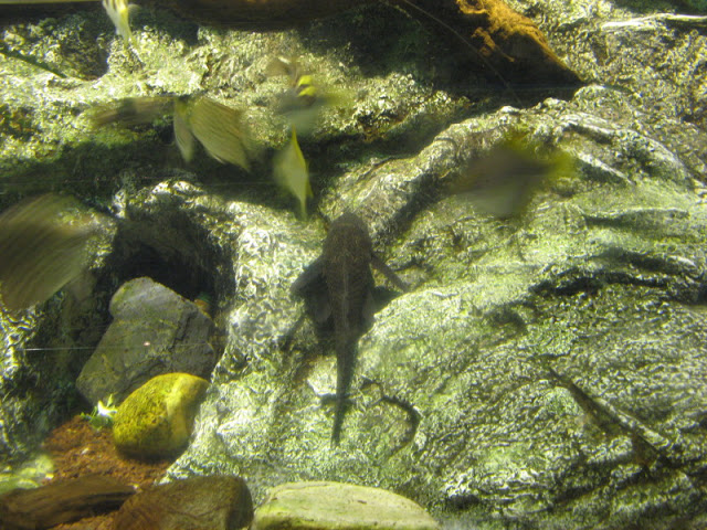 L'Aquàrium Barcelona 21.09.2009