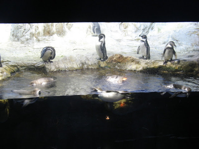 L'Aquàrium Barcelona 21.09.2009