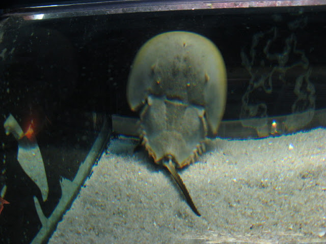 L'Aquàrium Barcelona 21.09.2009