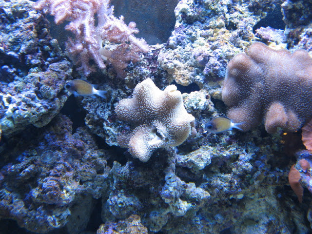 L'Aquàrium Barcelona 21.09.2009