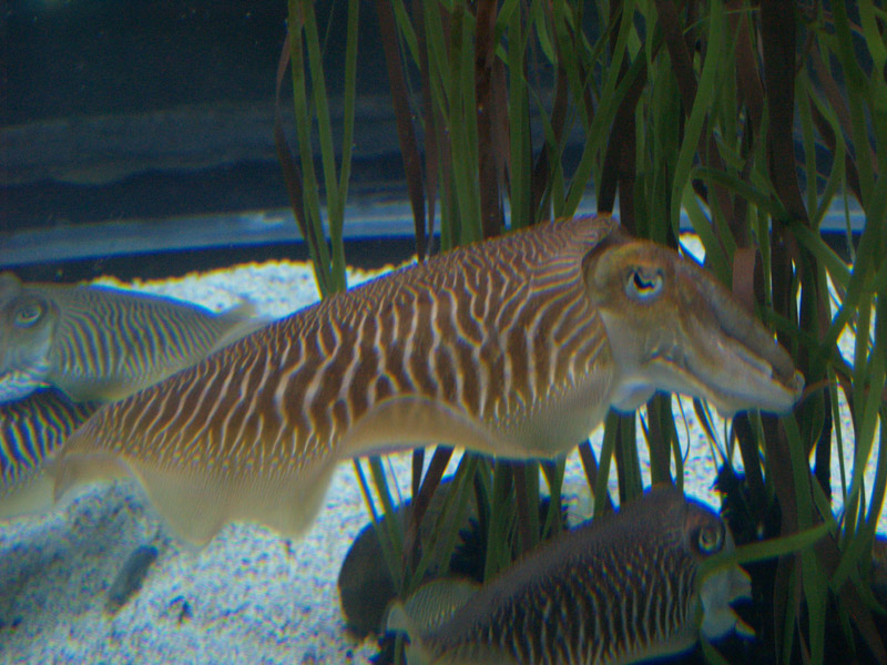 L'aquàrium Barcelona - cuttlefish