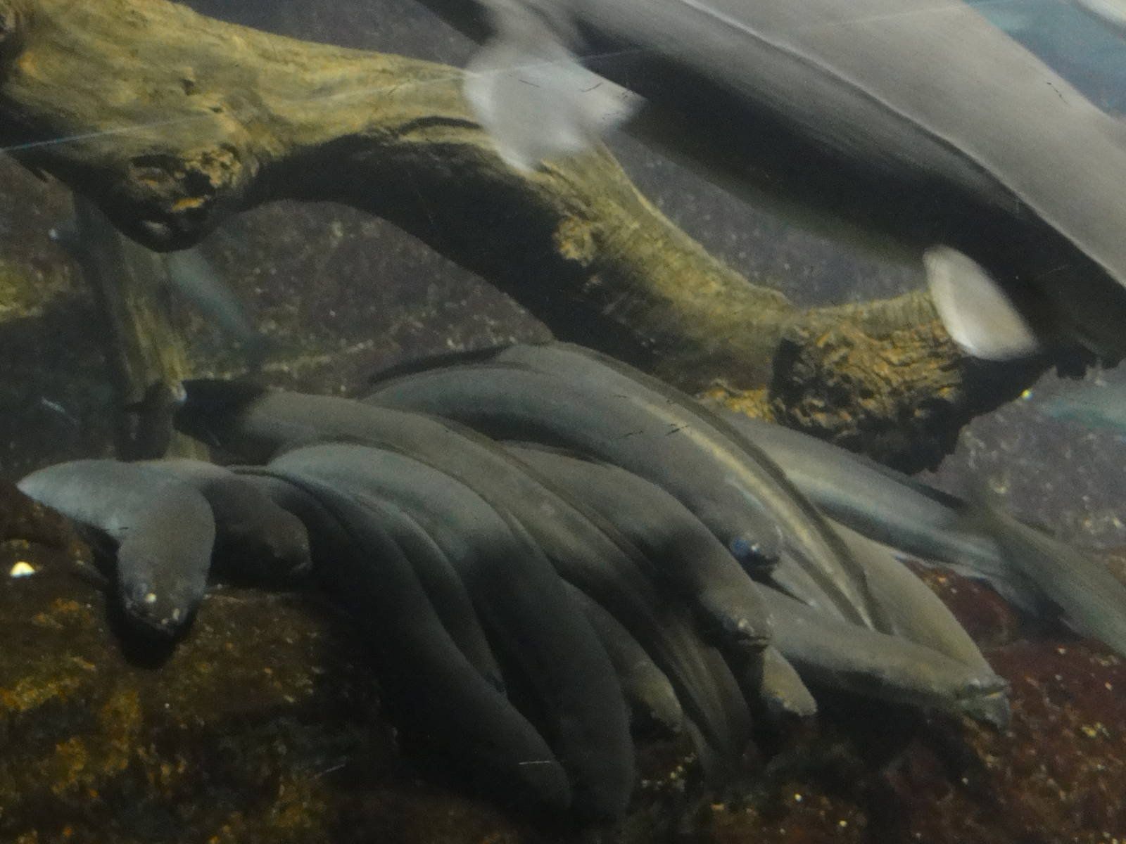 L'Aquarium Barcelona: February 2016