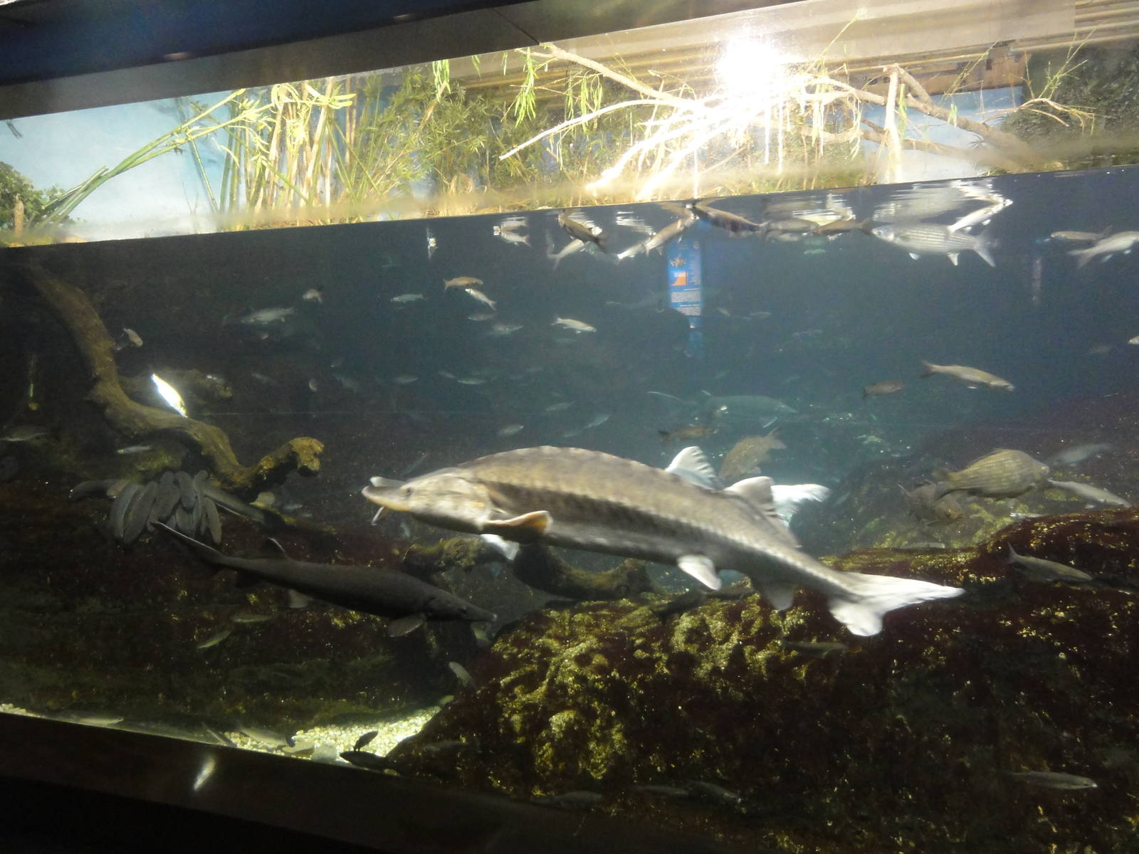 L'Aquarium Barcelona: February 2016