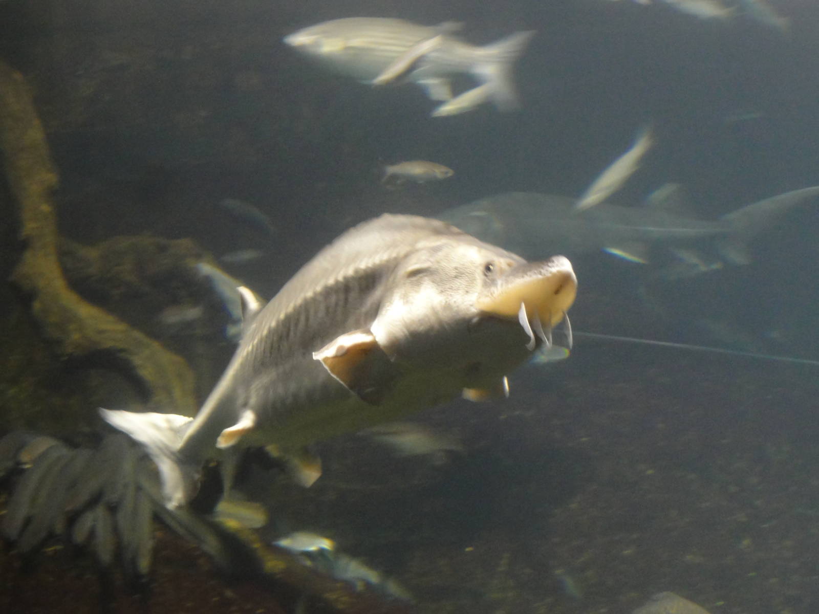L'Aquarium Barcelona: February 2016