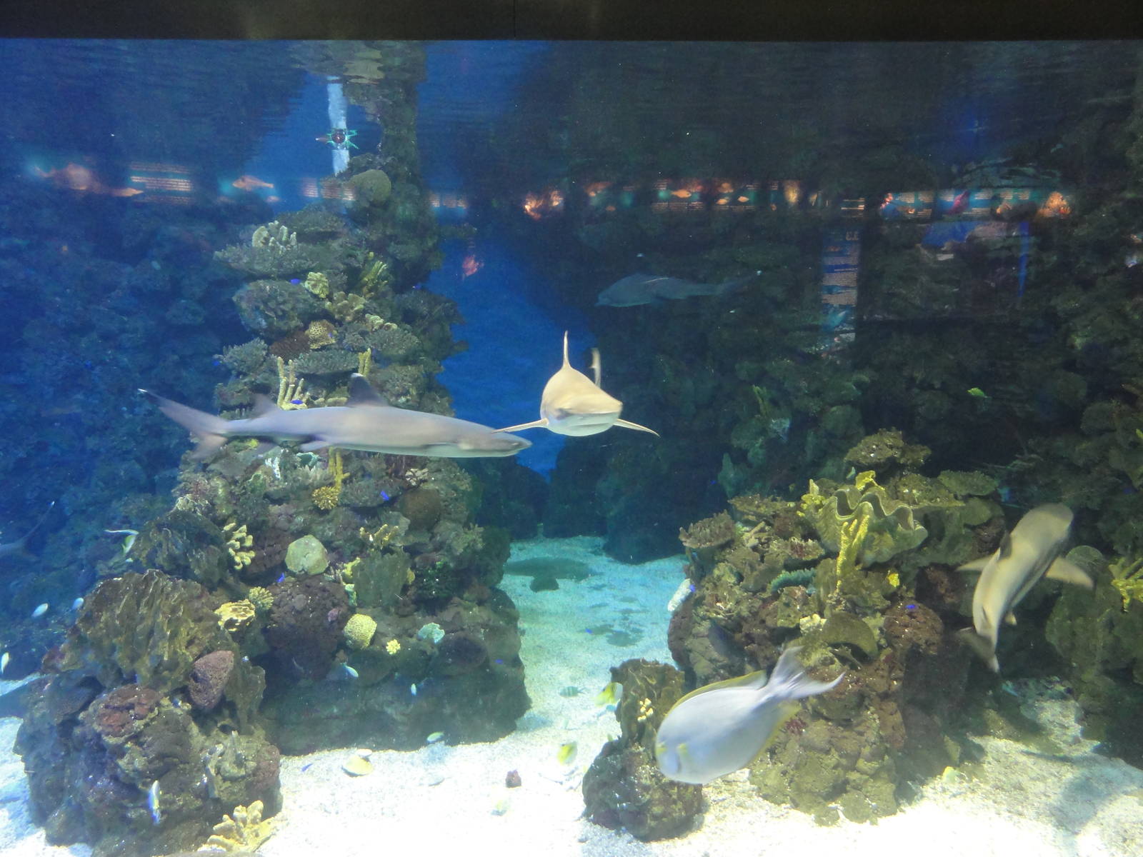 L'Aquarium Barcelona: February 2016