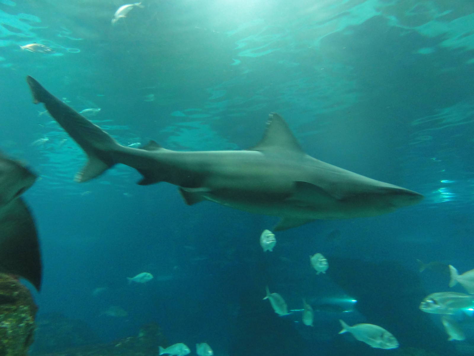 L'Aquarium Barcelona: February 2016