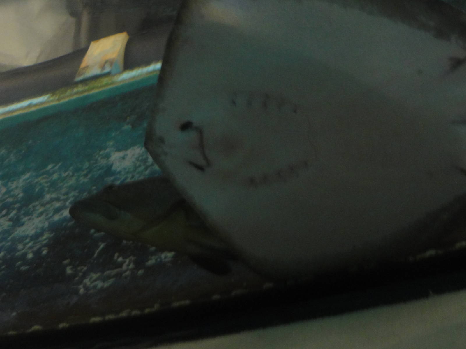 L'Aquarium Barcelona: February 2016