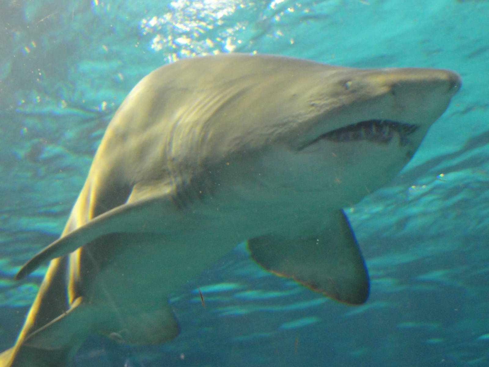 L'Aquarium Barcelona: February 2016