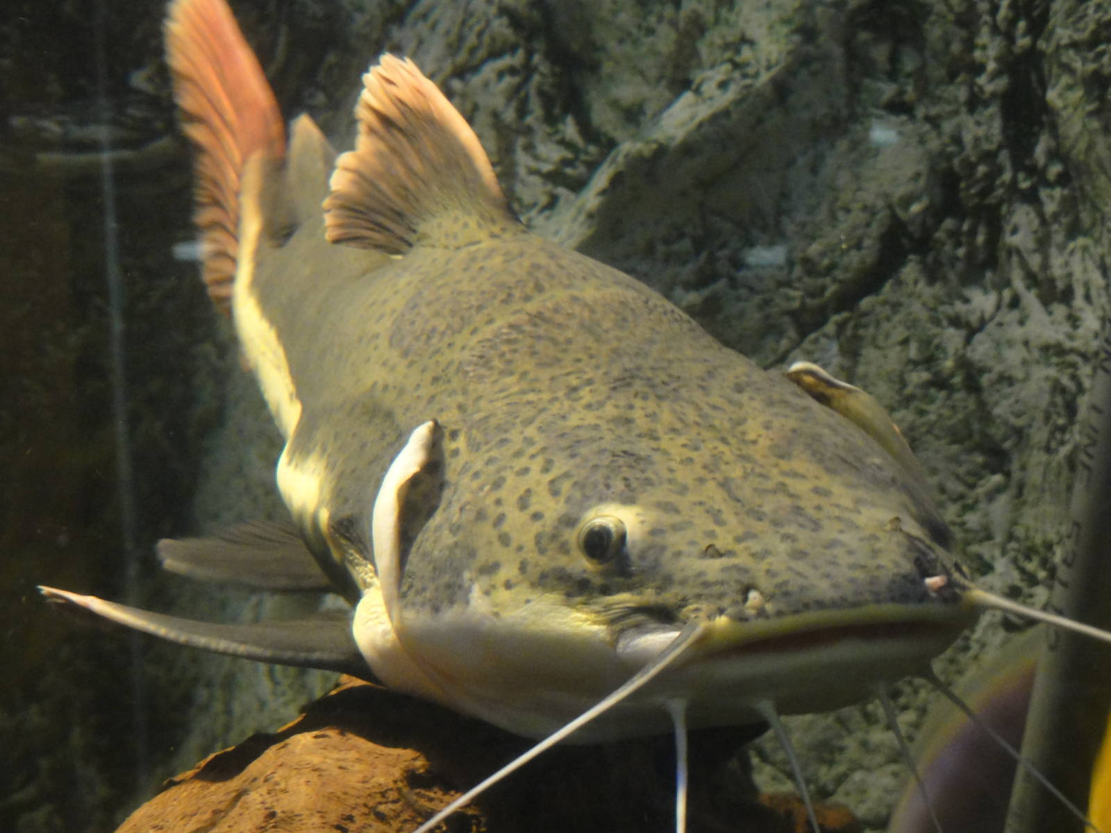 L'Aquarium Barcelona: February 2016