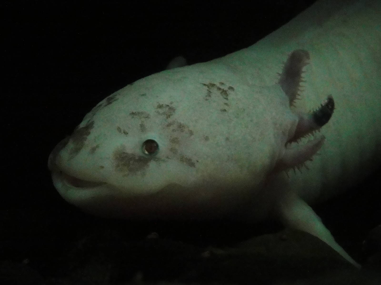 L'Aquarium Barcelona: February 2016