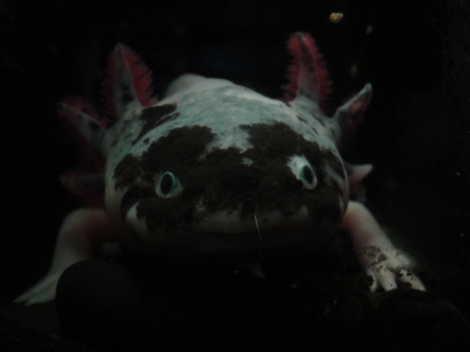 L'Aquarium Barcelona: February 2016