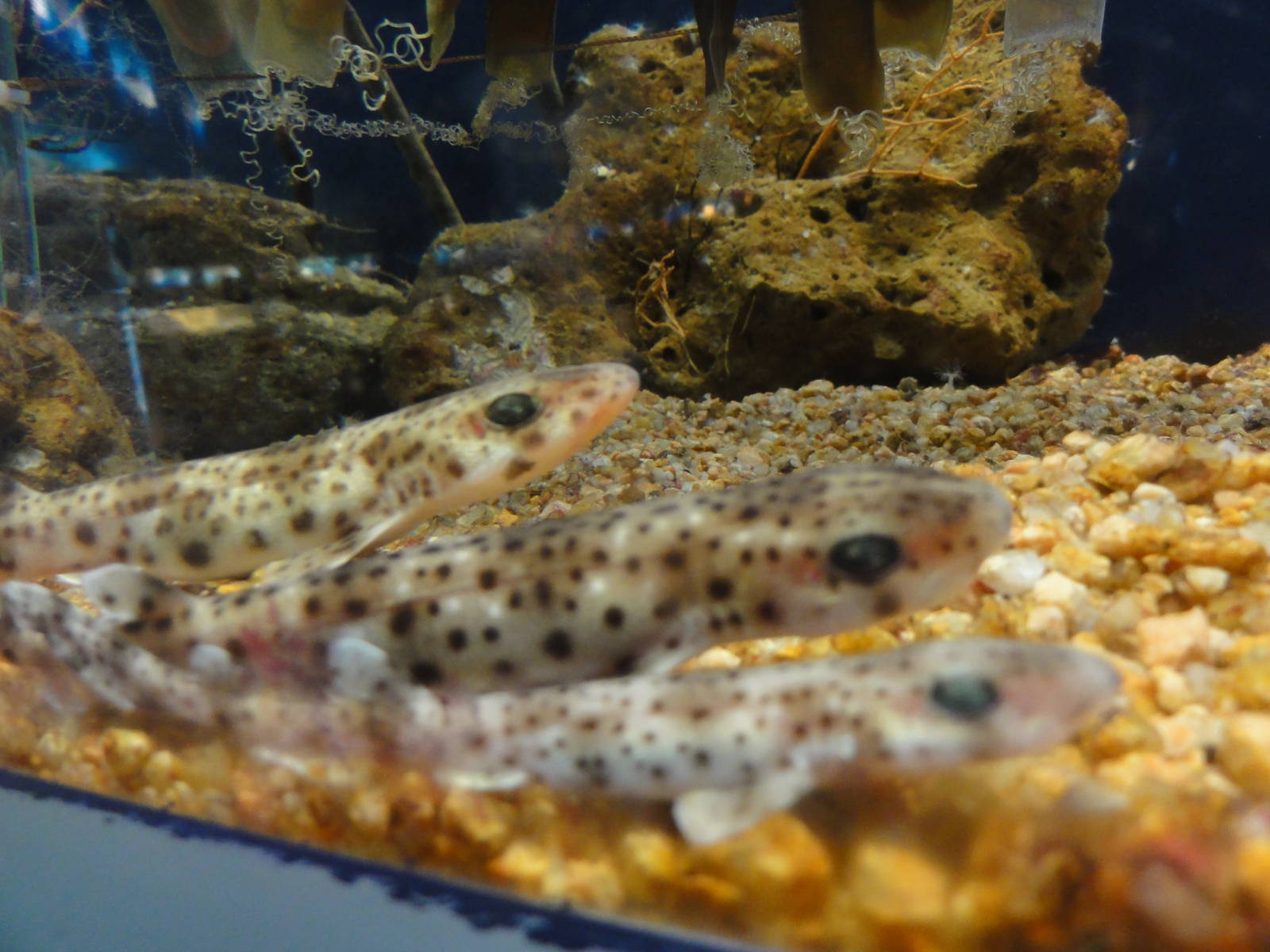 L'Aquarium Barcelona: February 2016