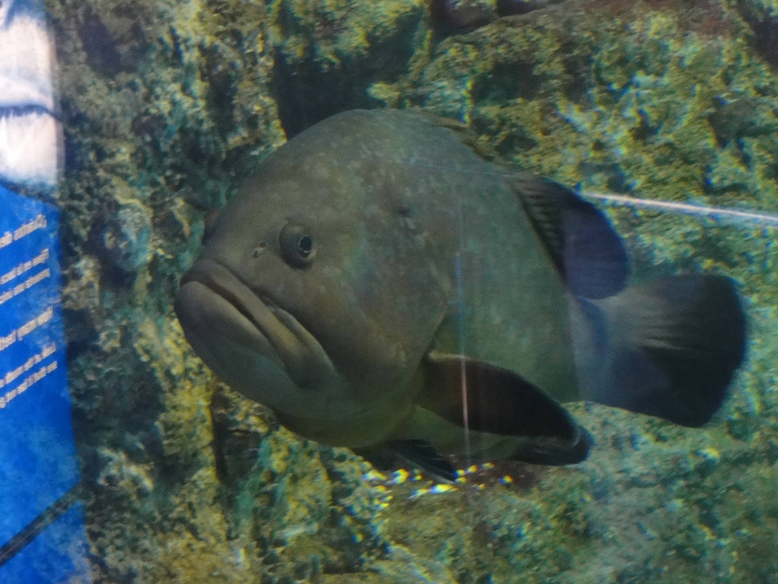 L'Aquarium Barcelona: February 2016