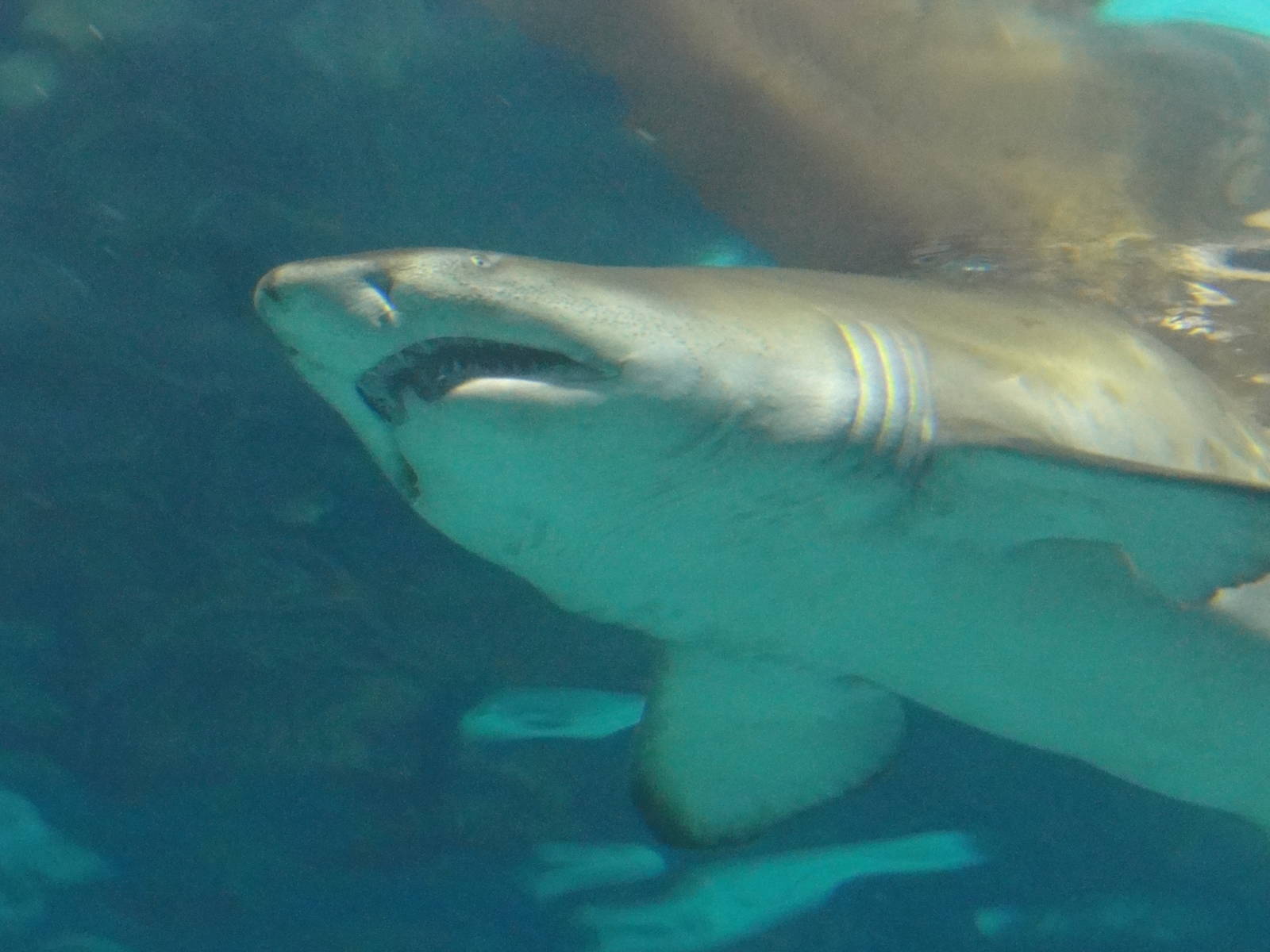 L'Aquarium Barcelona: February 2016