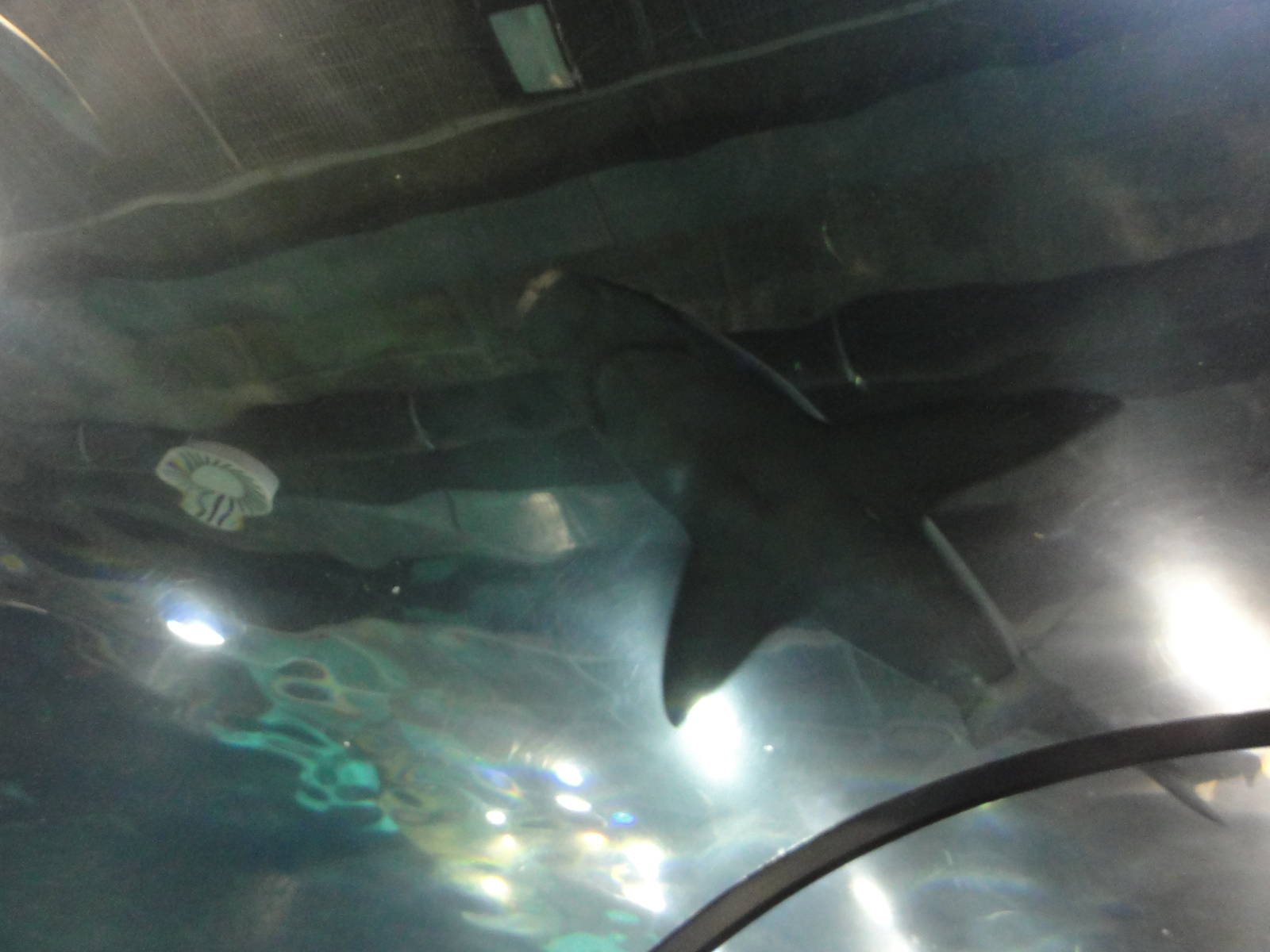 L'Aquarium Barcelona: February 2016