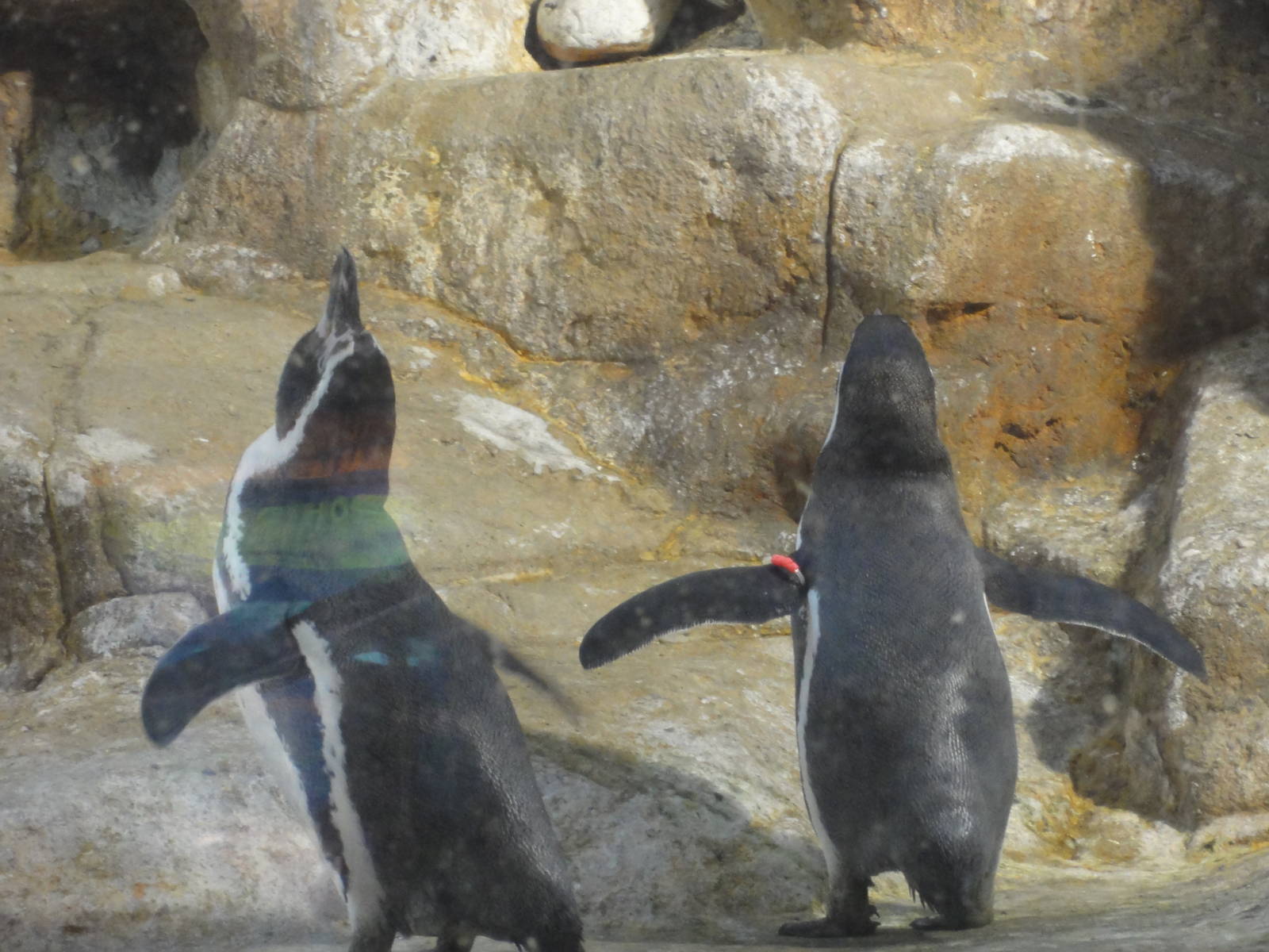 L'Aquarium Barcelona: February 2016
