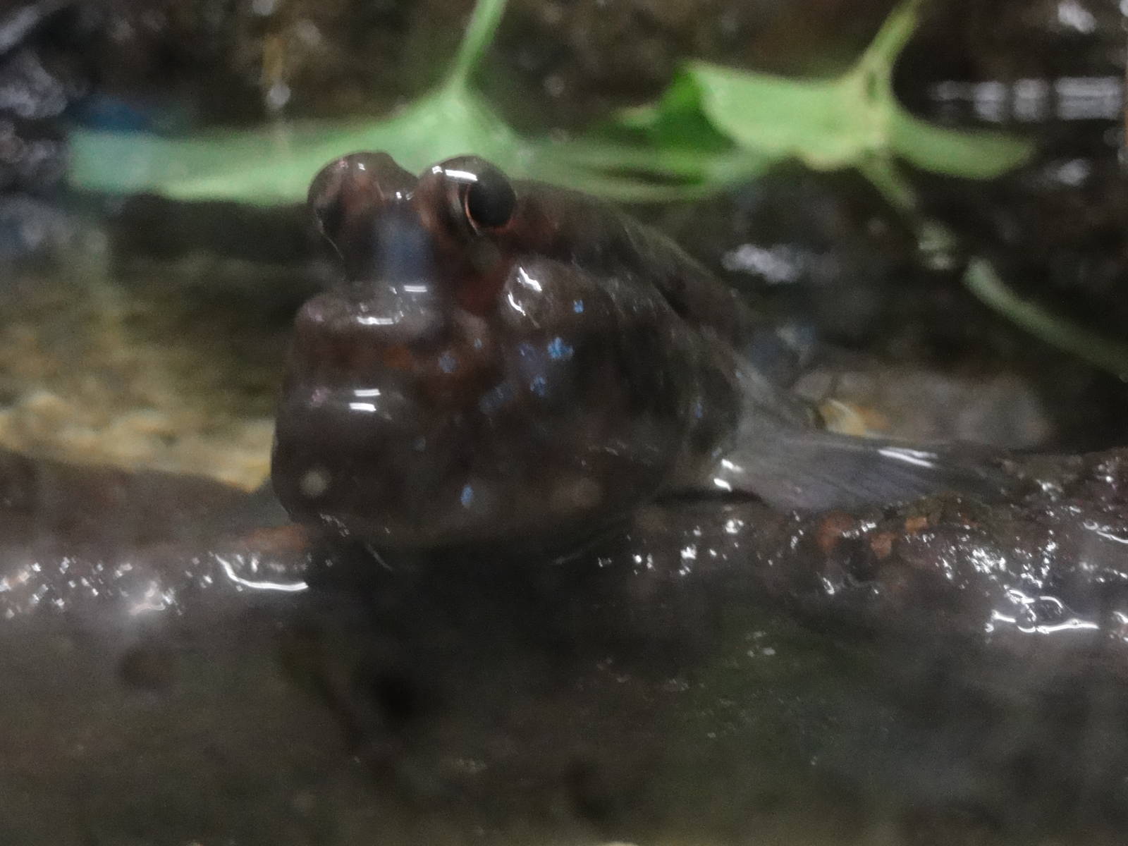 L'Aquarium Barcelona: February 2016