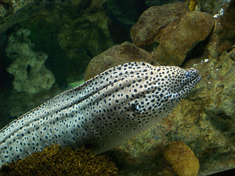 L'aquàrium Barcelona - Gymnothorax isingteena