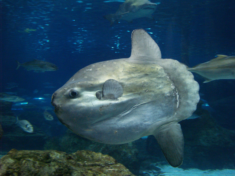 L'aquàrium Barcelona - Ocean sunfish (Mola mola)