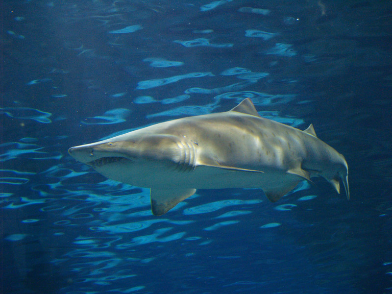 L'aquàrium Barcelona - Sand tiger shark (Carcharias taurus)