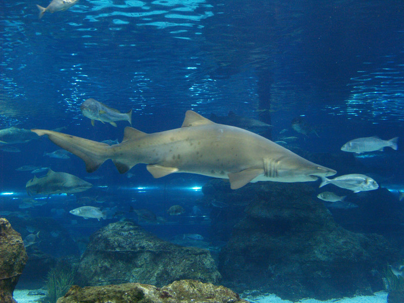 L'aquàrium Barcelona - Sand tiger shark (Carcharias taurus)