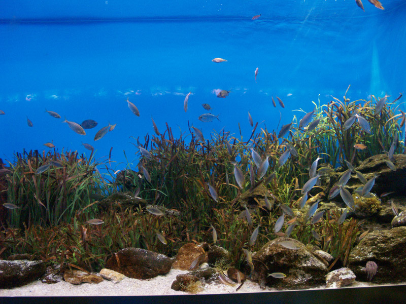 L'aquàrium Barcelona