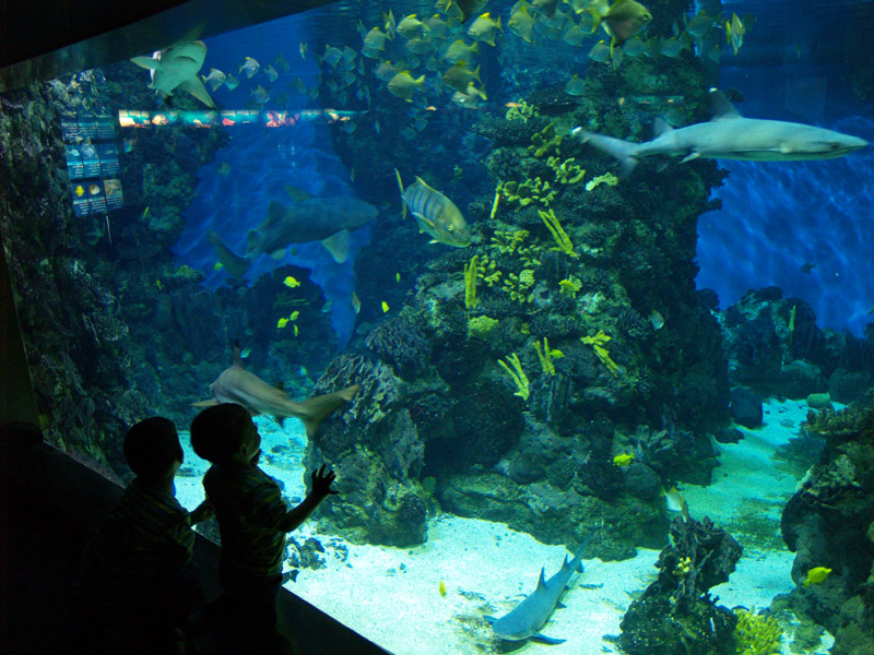 L'aquàrium Barcelona