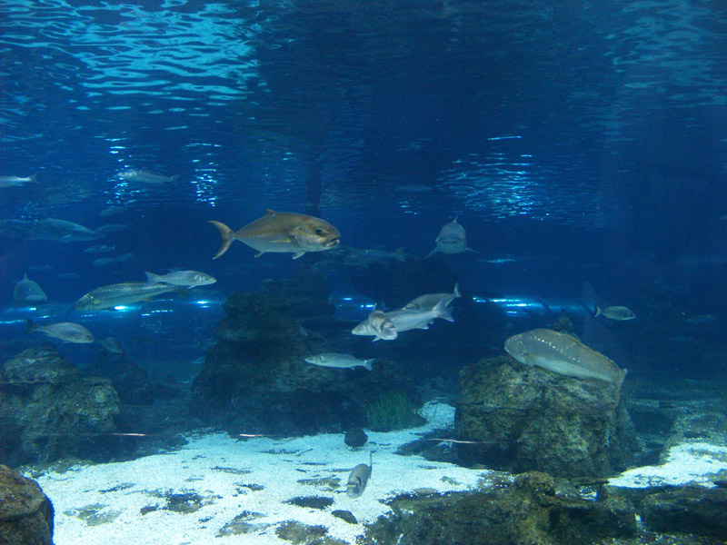L'aquàrium Barcelona