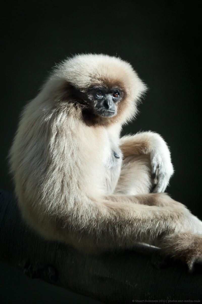 Lar Gibbon - 03/10/2012