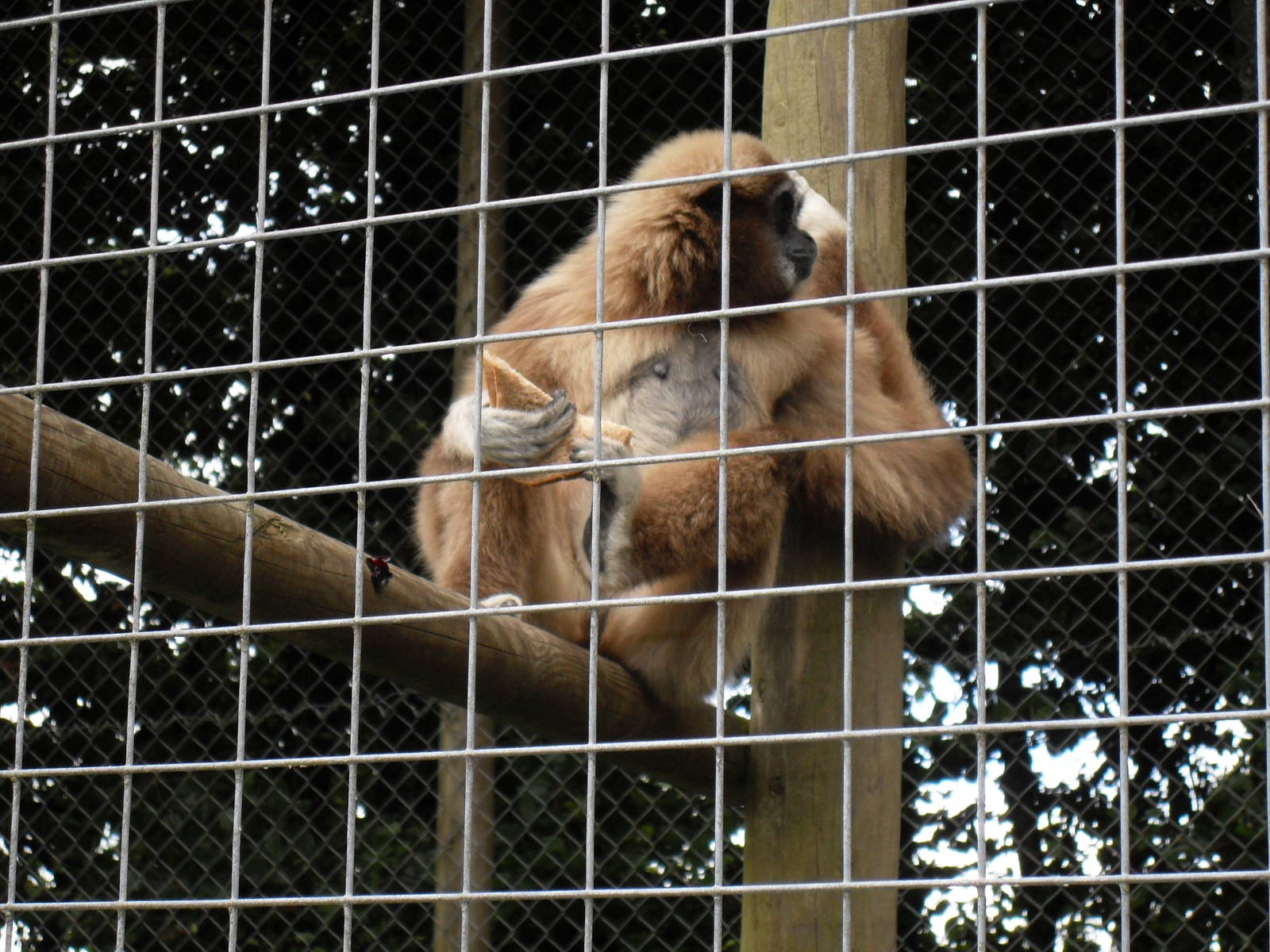 lar gibbon 07/10