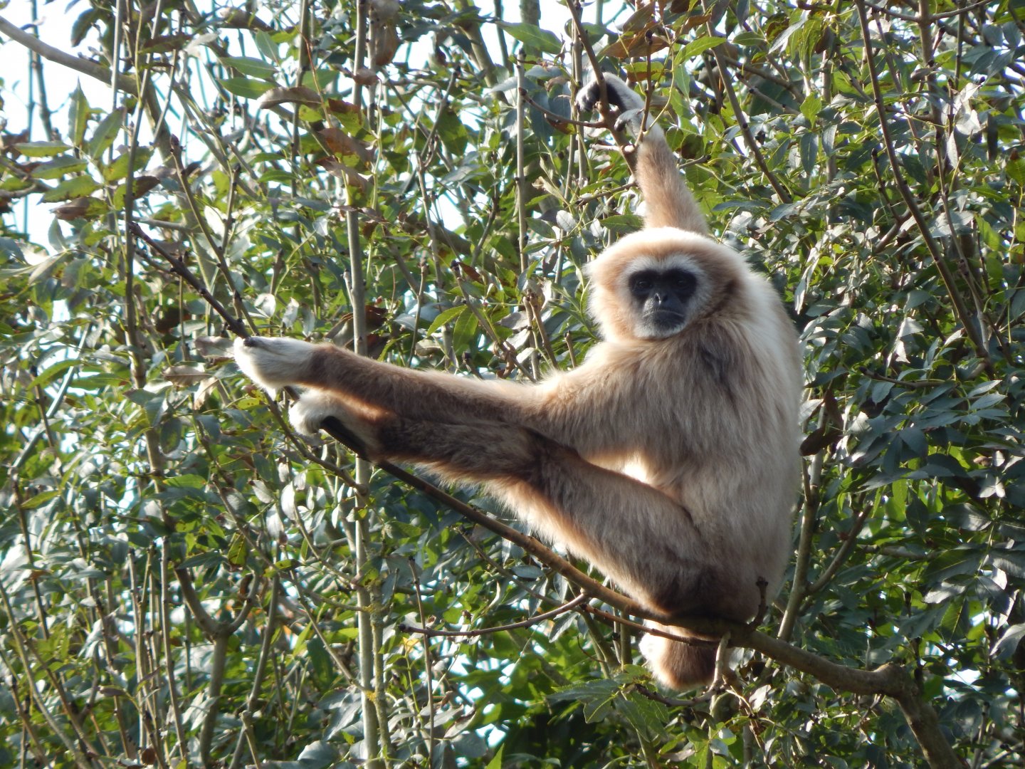 Lar gibbon 181020