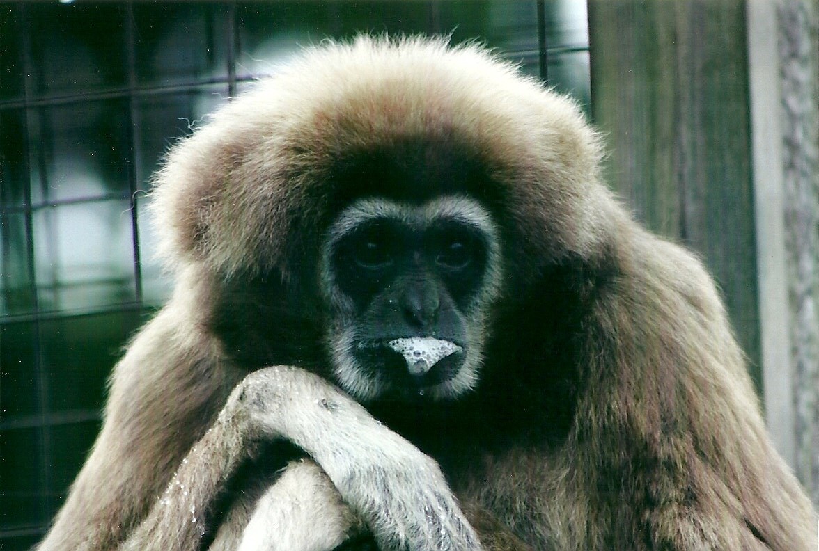 Lar Gibbon 21st May 2013