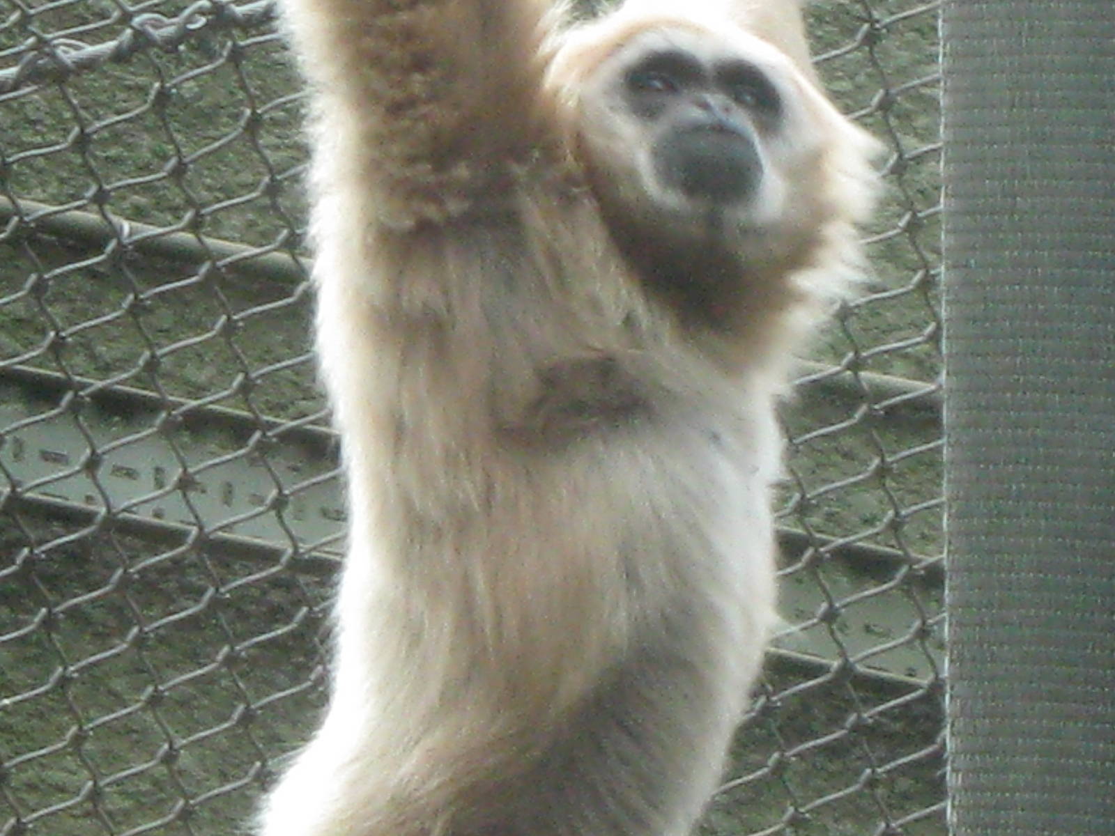 Lar Gibbon 28.7.10