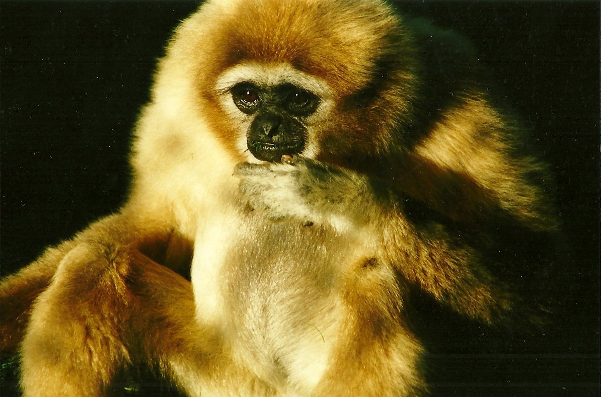 Lar Gibbon 29th January 2000