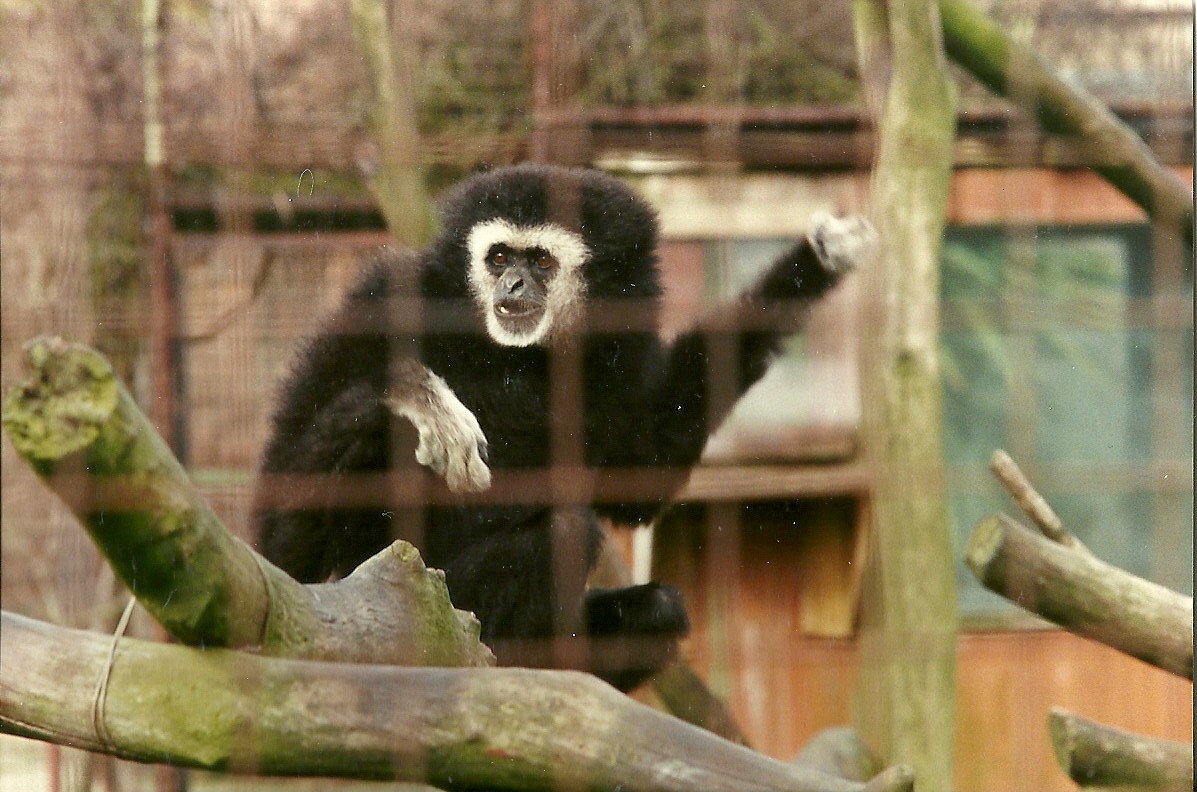 Lar Gibbon 4th March 1995