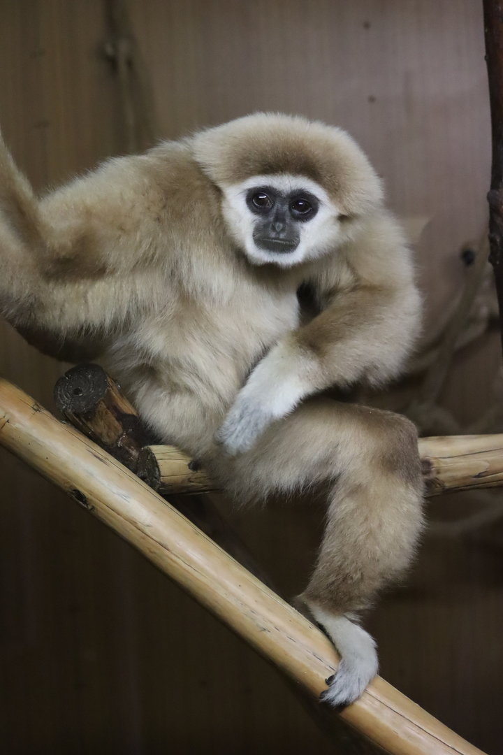Lar gibbon - 8 November 2022