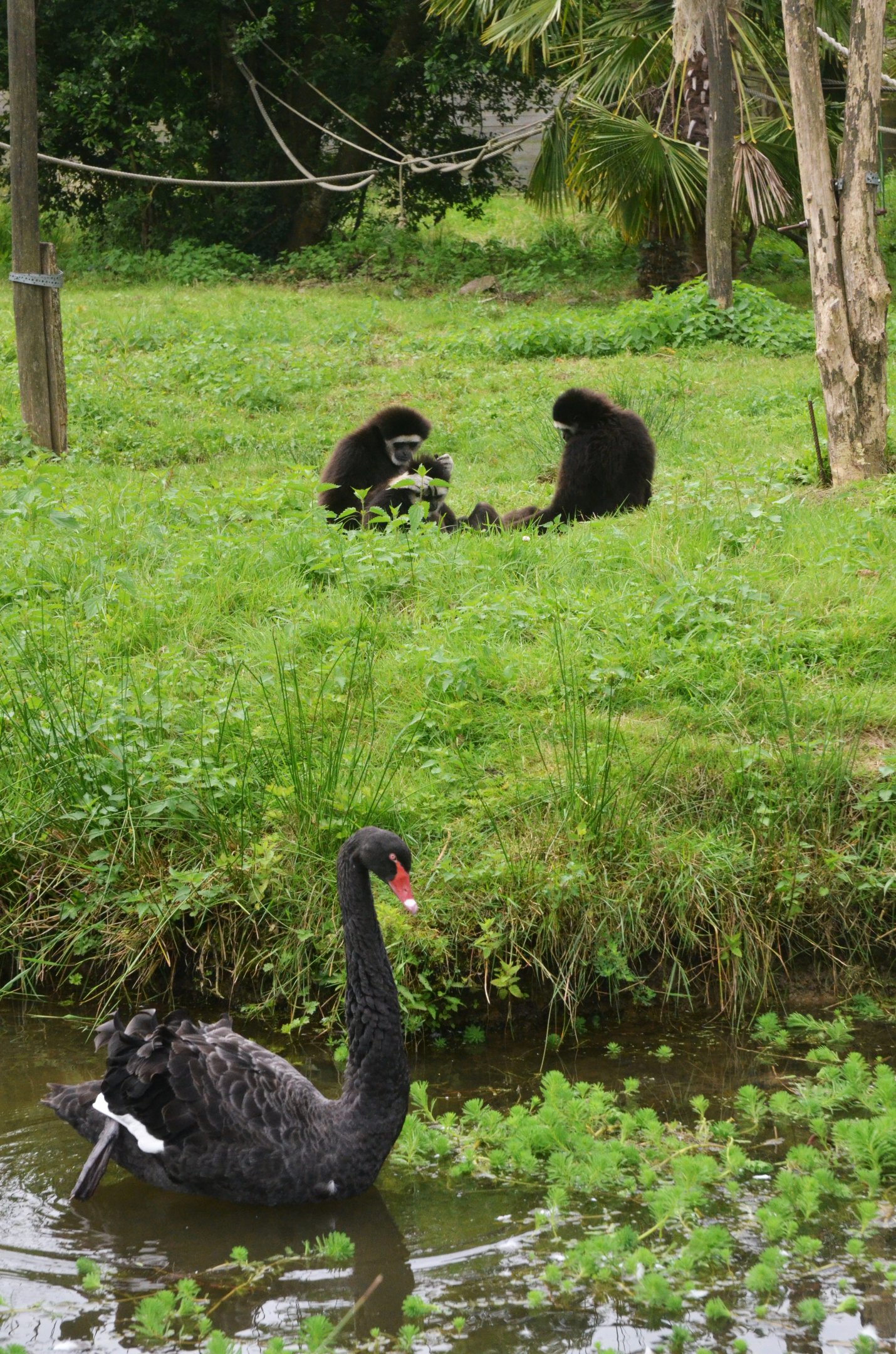 Lar Gibbon and Black Swan at Spaycific'Zoo, 13/06/18