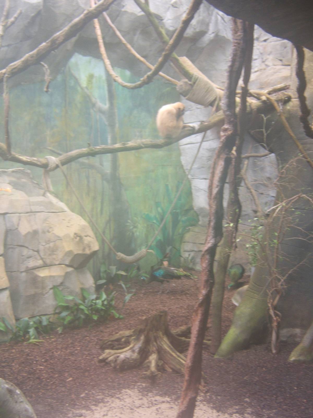 Lar Gibbon and Green Peafowl enclosure