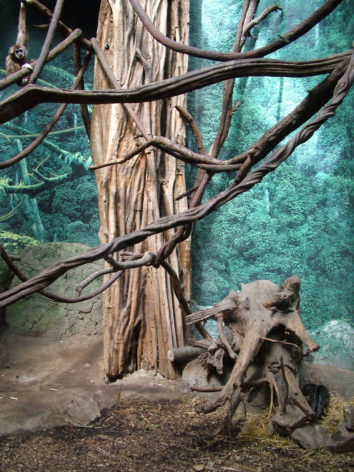 Lar Gibbon and Malayan Civet at Rotterdam 10/05/09