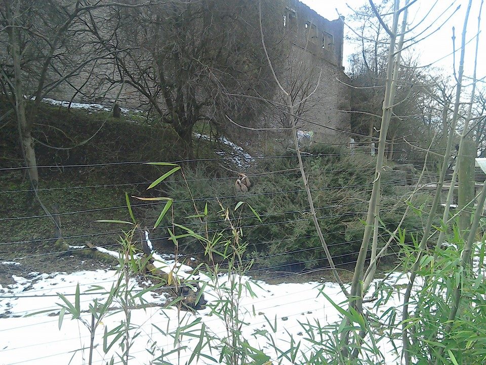 Lar Gibbon and newborn - 01/02/15