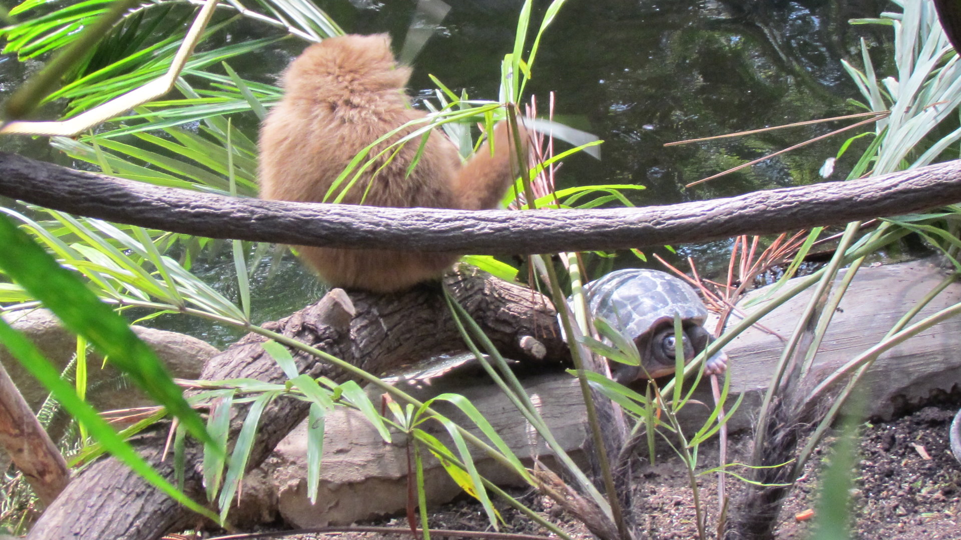 Lar Gibbon and Painted River Terrapin