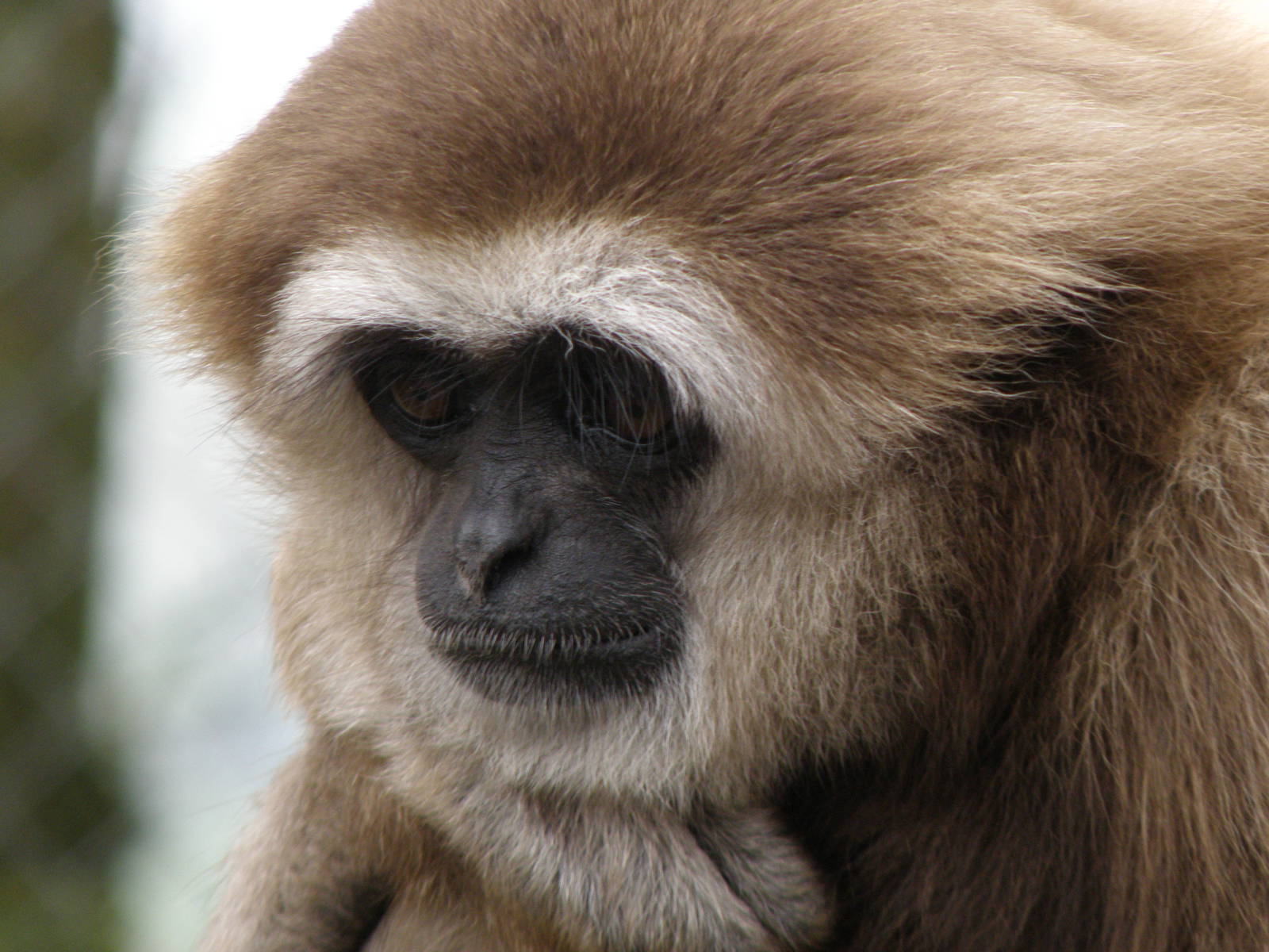 Lar Gibbon April 09
